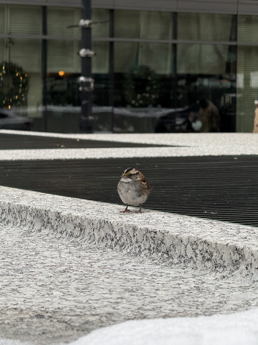 White-throated Sparrow - ML646559074
