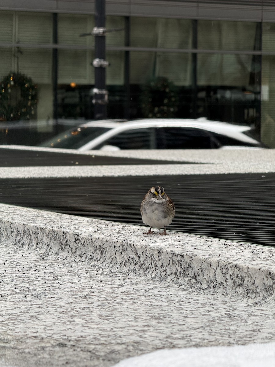 White-throated Sparrow - ML646559075