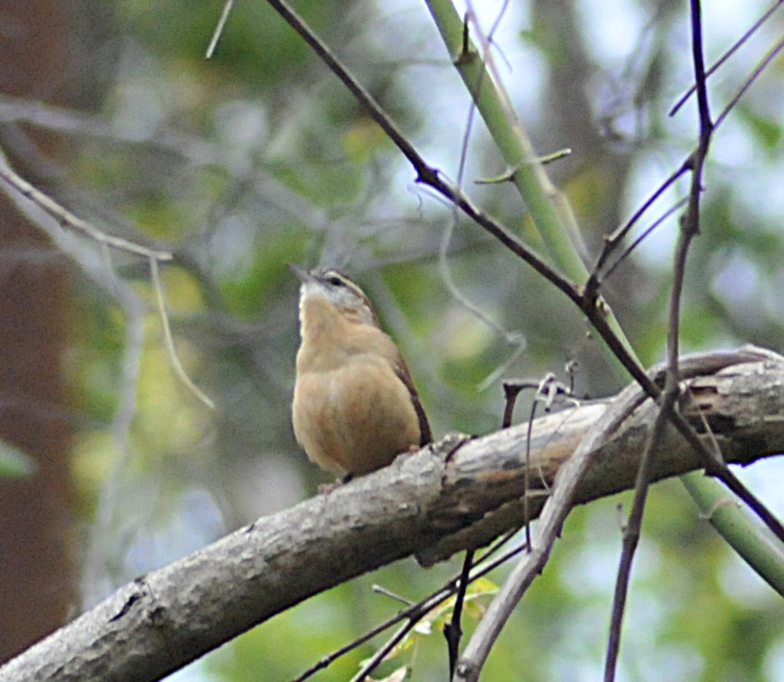 Carolina Wren - ML646559089