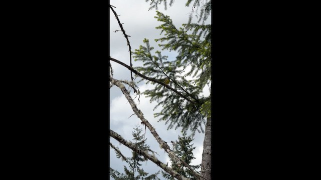 Цитринка західна - ML646559090