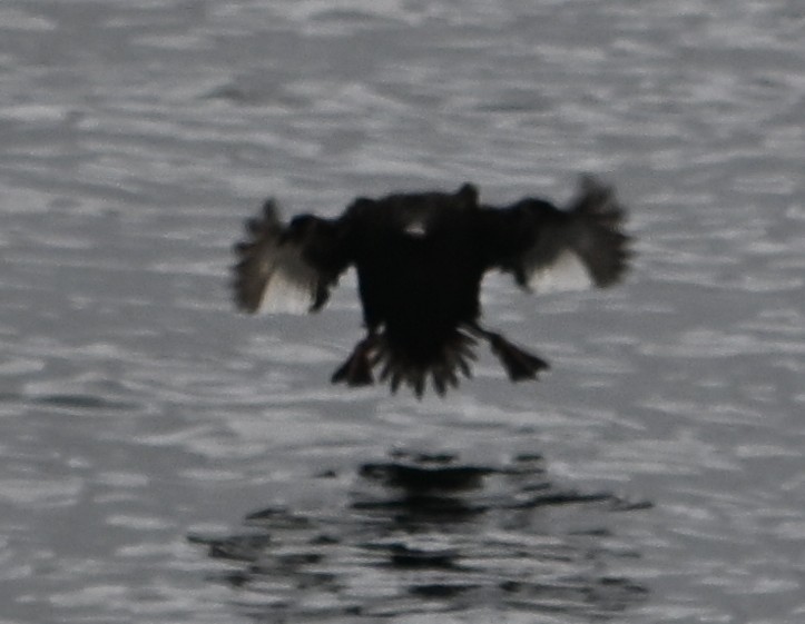 White-winged Scoter - ML646559093