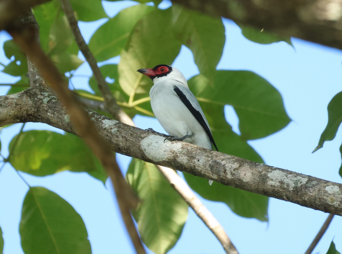 Masked Tityra - ML646559094