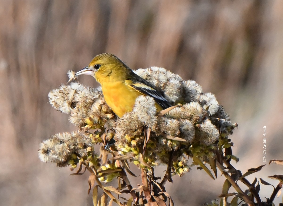 Baltimore Oriole - ML646559096