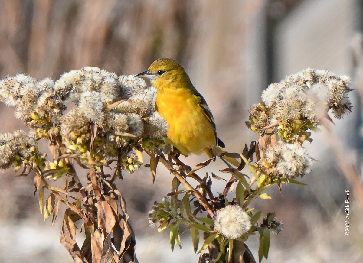 Baltimore Oriole - ML646559097