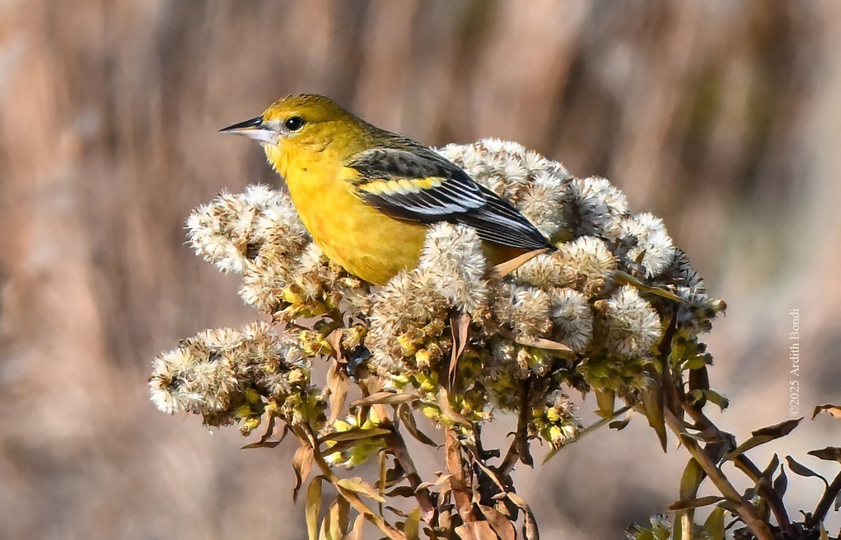 Baltimore Oriole - ML646559098