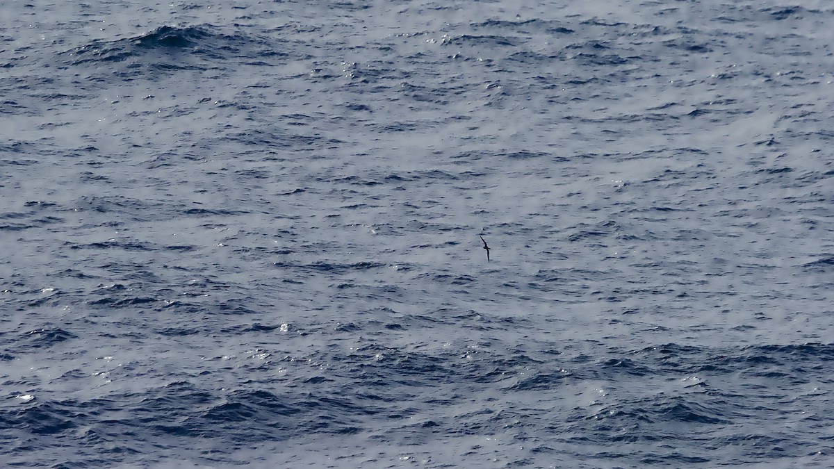 Wedge-tailed Shearwater - ML646559099