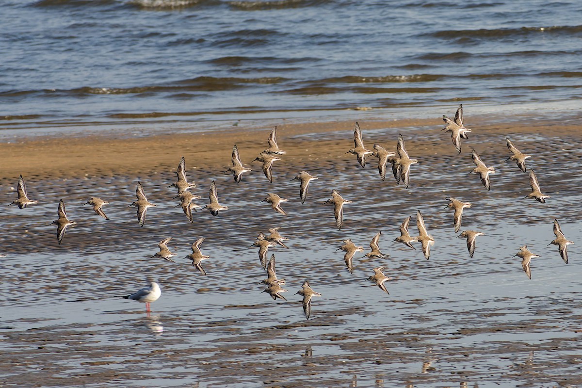 myrsnipe - ML646559101