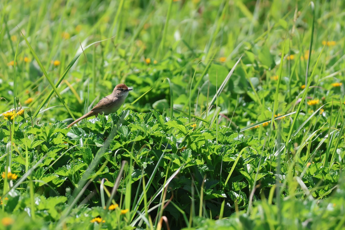 nymfesanger - ML646559102