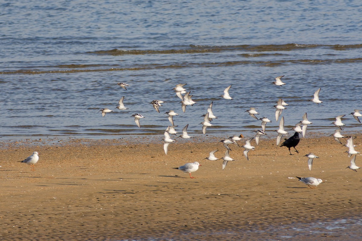 myrsnipe - ML646559103