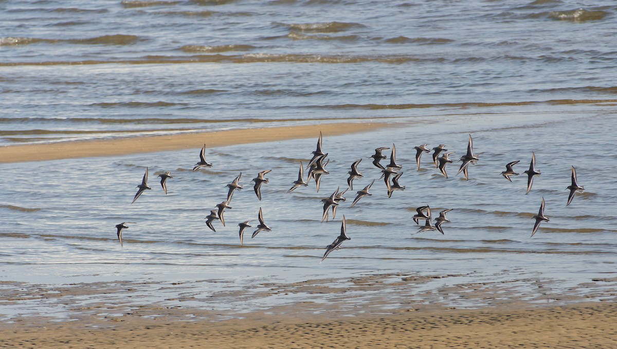 myrsnipe - ML646559104