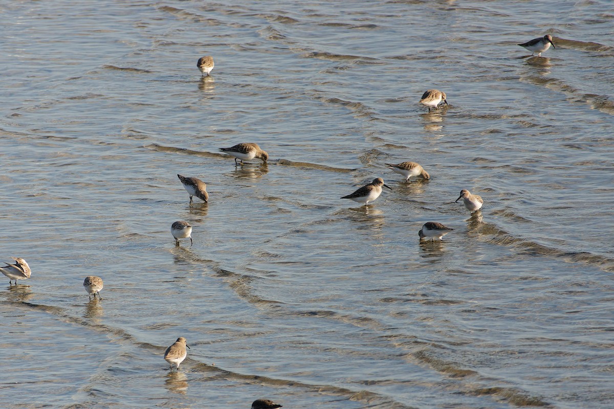 myrsnipe - ML646559105