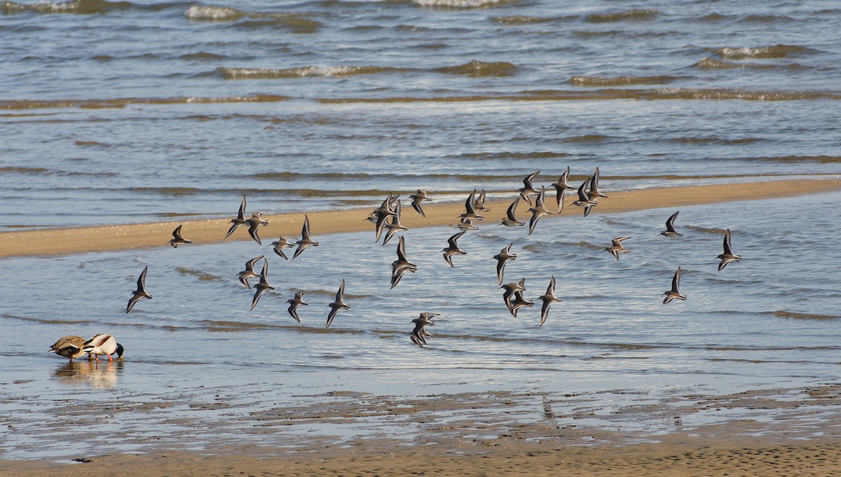 myrsnipe - ML646559106