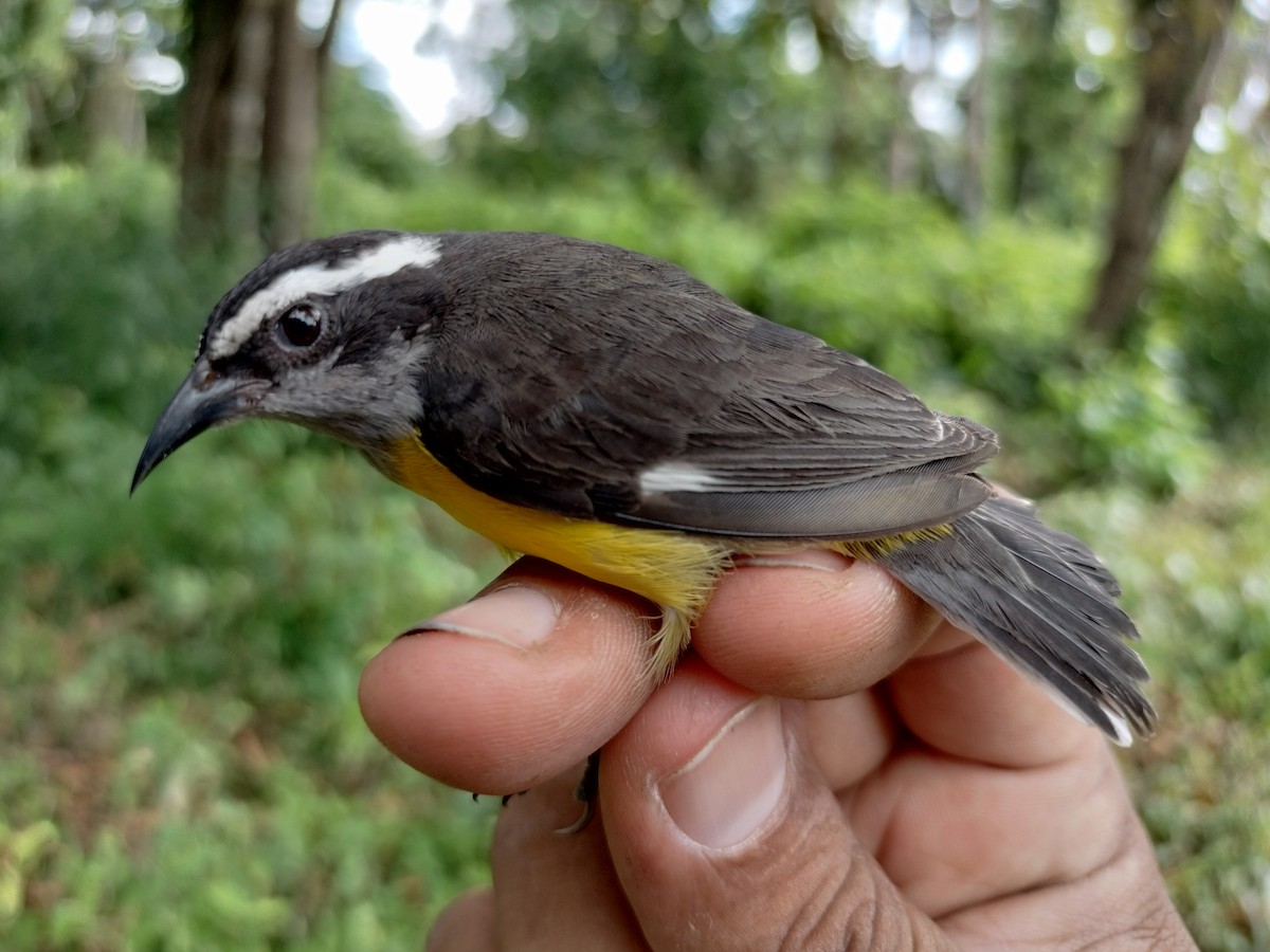 Bananaquit - ML646559107