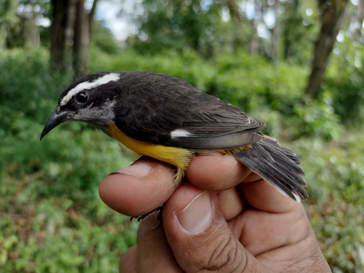 Bananaquit - ML646559108