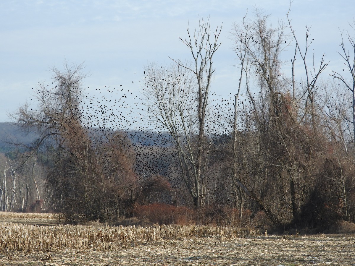 Red-winged Blackbird - ML646559110
