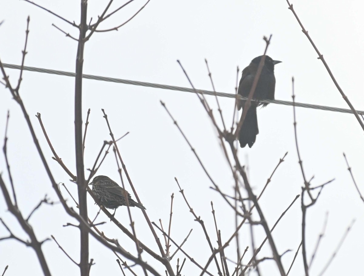 Purpurgrackel - ML646559111