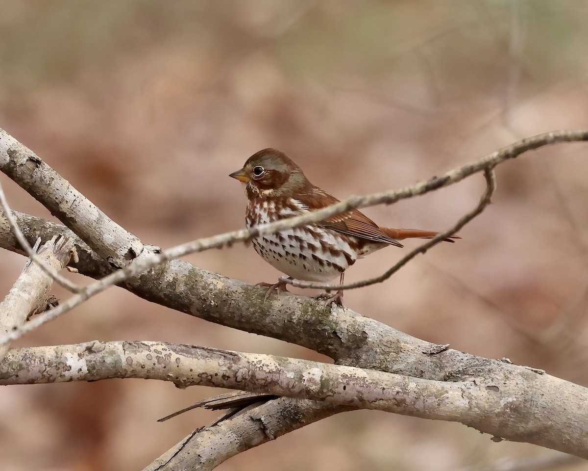 Passerella variabile (iliaca/zaboria) - ML646559112