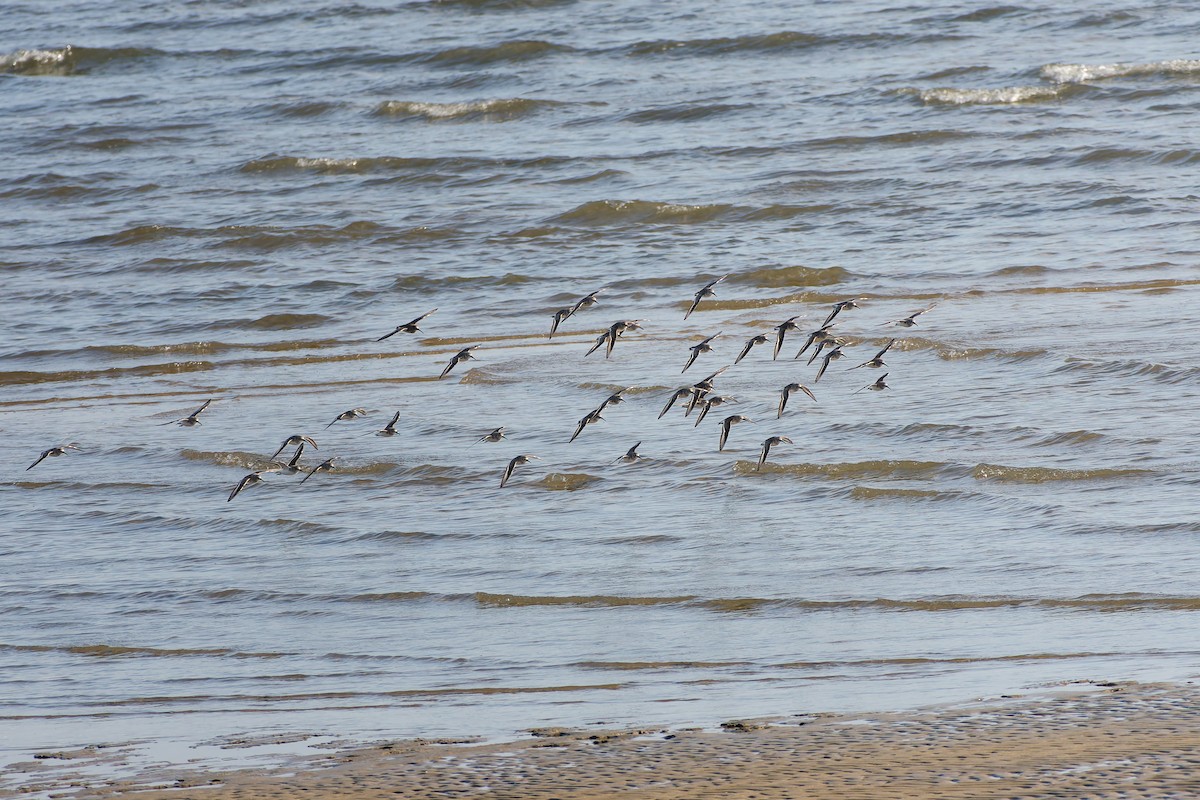 myrsnipe - ML646559113