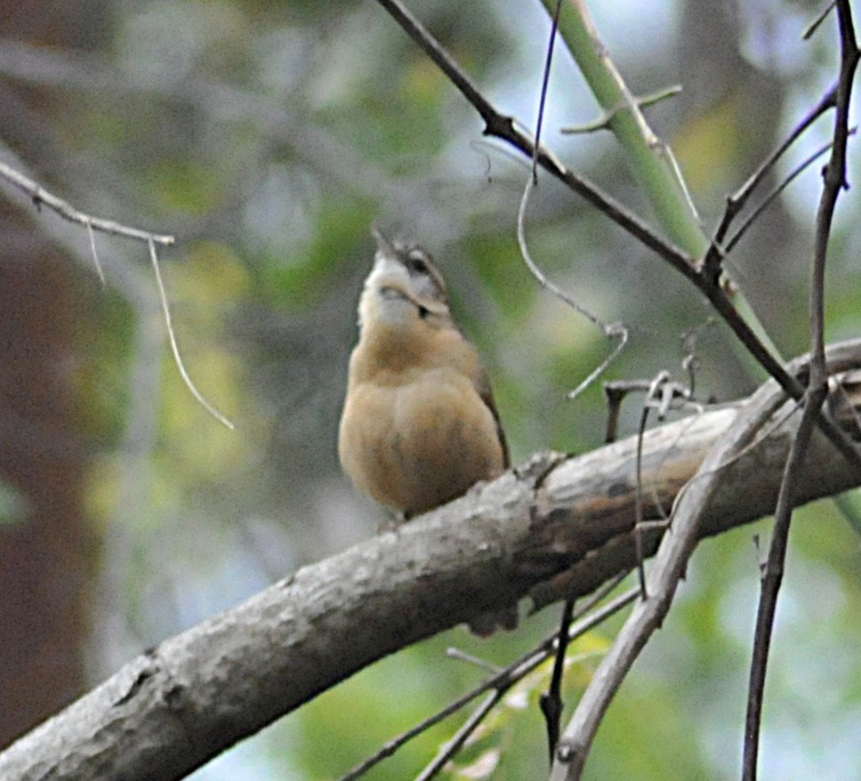 Carolina Wren - ML646559115
