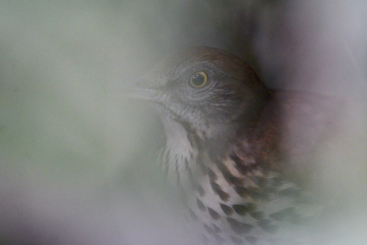 Moqueur roux - ML646559117