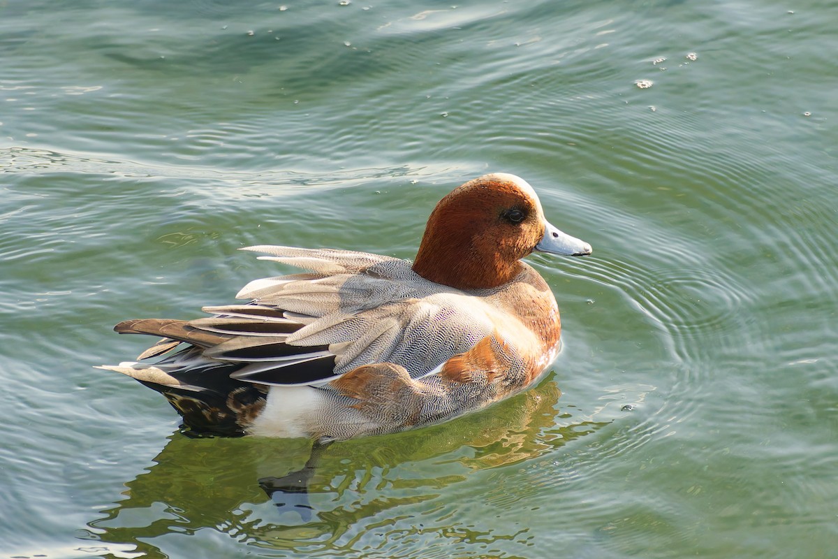 brunnakke - ML646559118