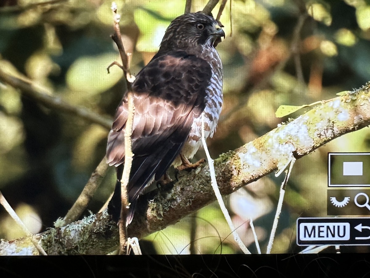 Канюк ширококрилий - ML646559123