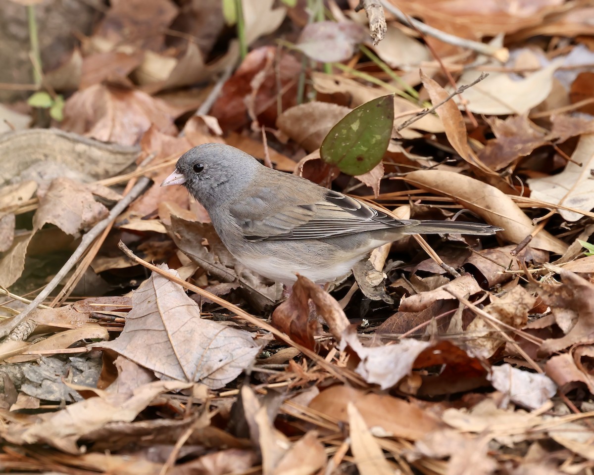 Dark-eyed Junco (Slate-colored) - ML646559124