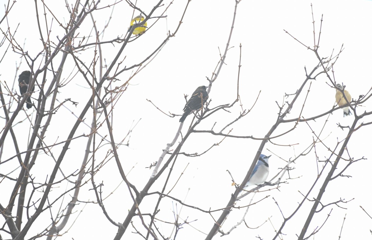 ハゴロモガラス - ML646559125