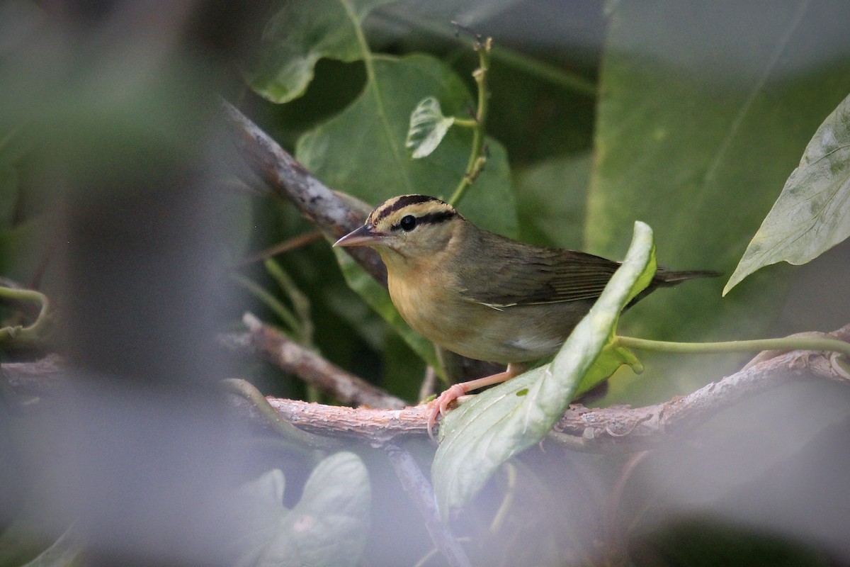 Paruline vermivore - ML646559127