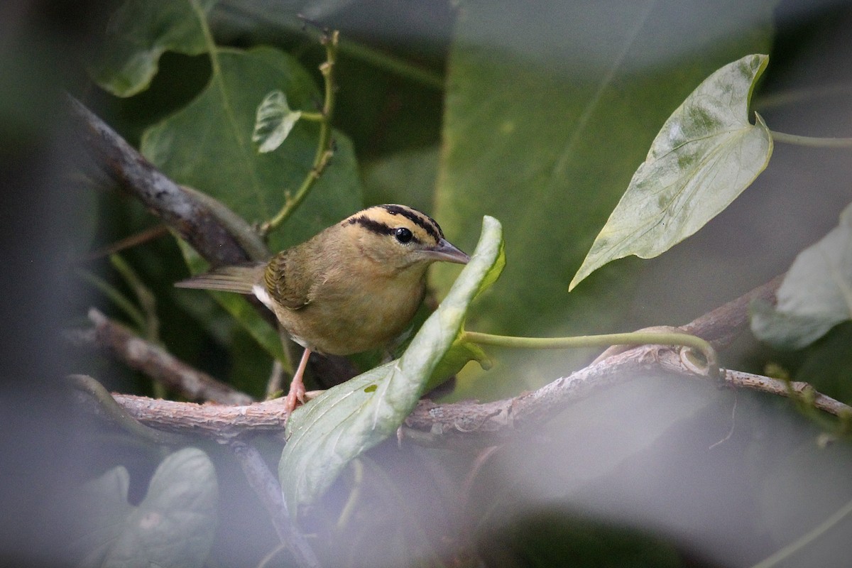 Paruline vermivore - ML646559128