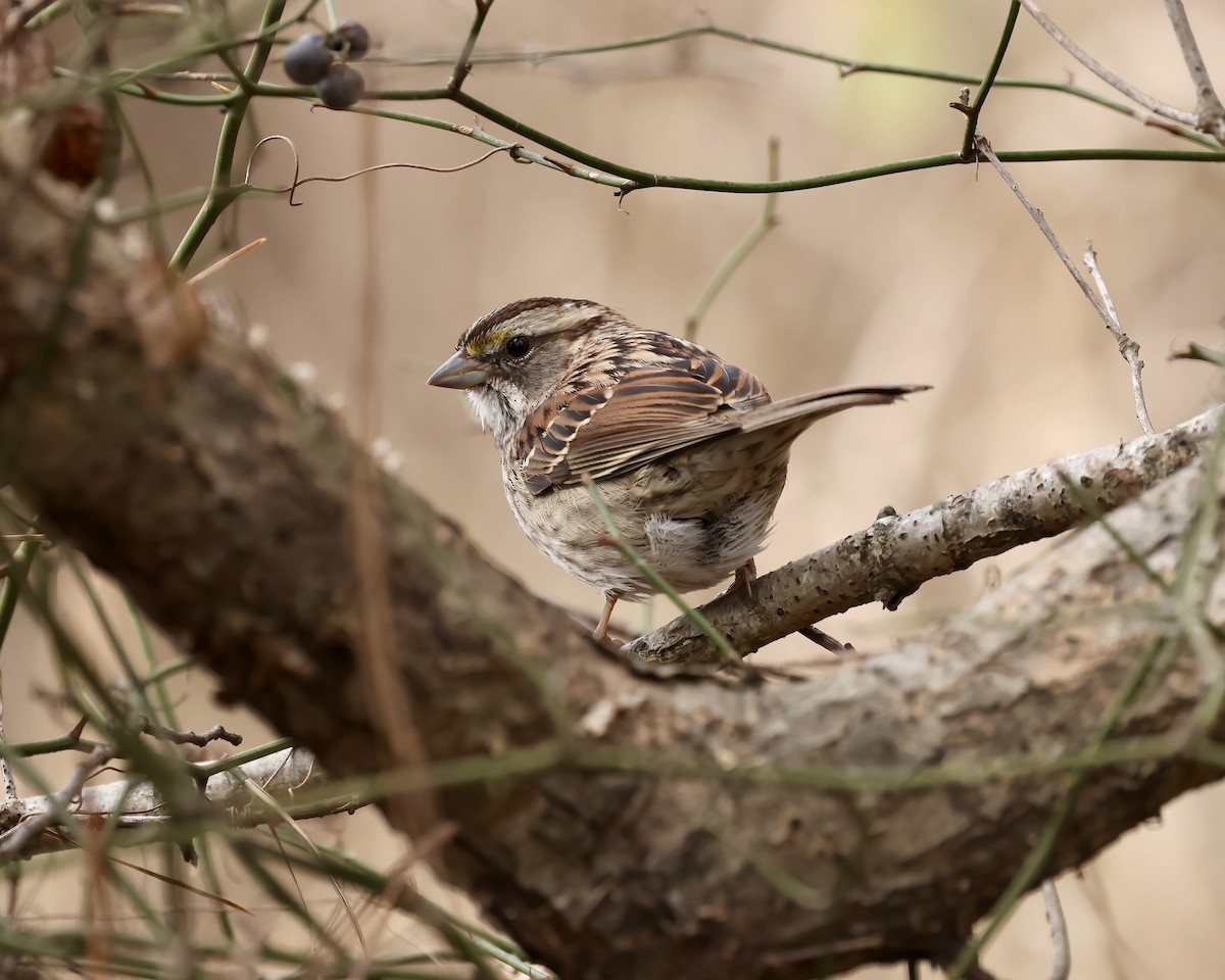 White-throated Sparrow - ML646559131