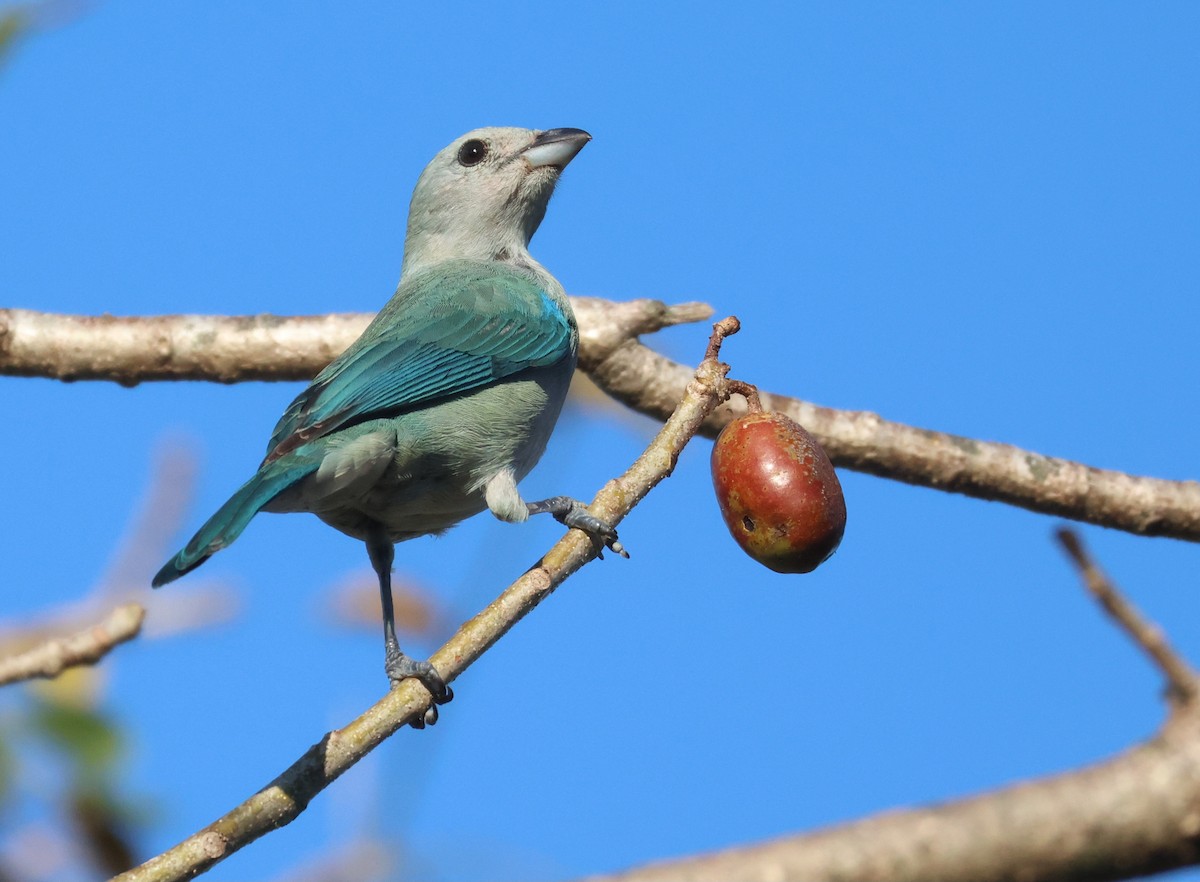 Blue-gray Tanager - ML646559132