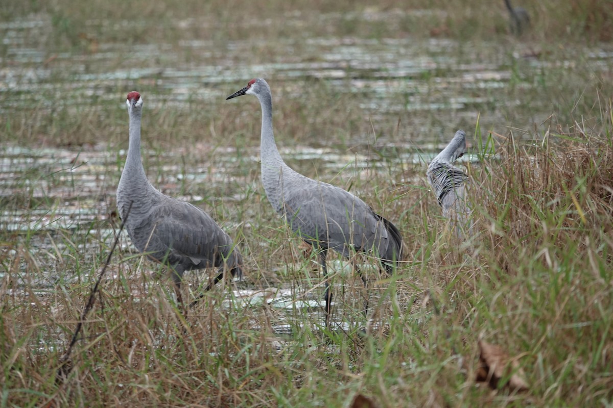 Kurrilo kanadarra - ML646559133