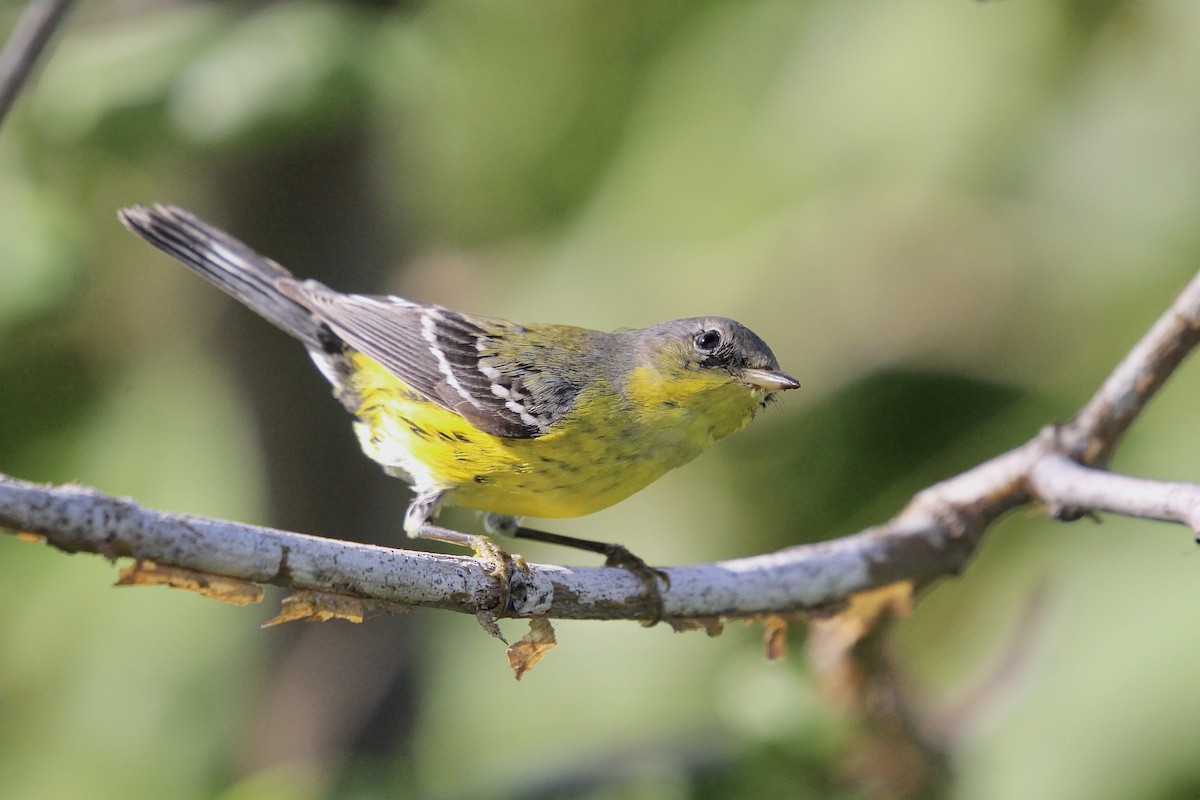 Paruline à tête cendrée - ML646559136