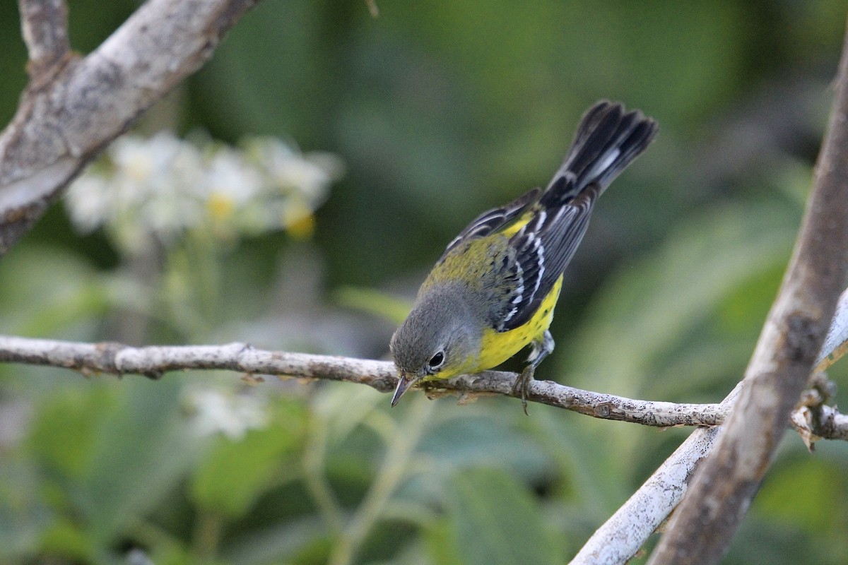 Paruline à tête cendrée - ML646559138