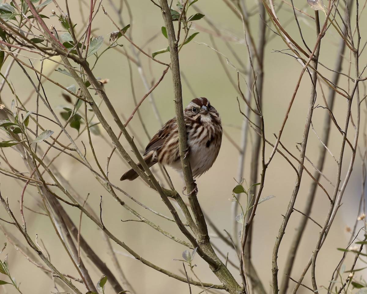 Song Sparrow - ML646559139
