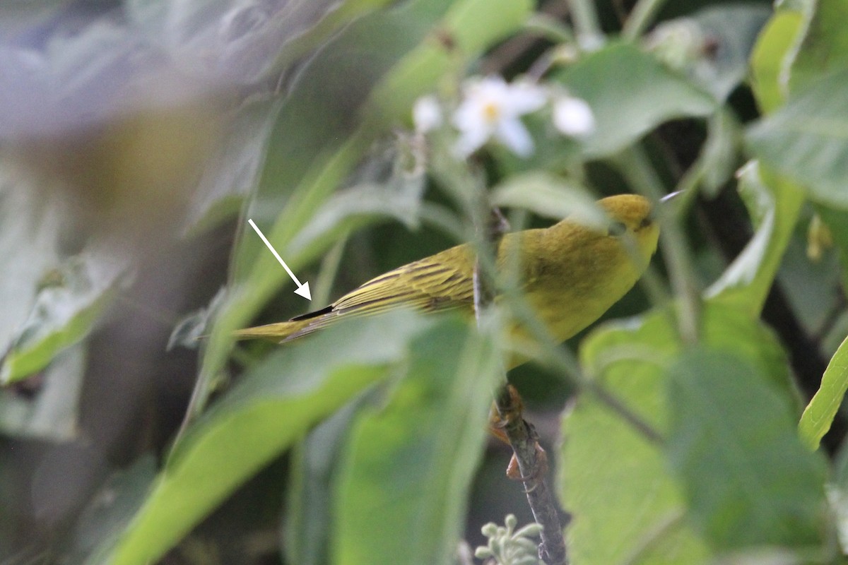 Paruline jaune ou P. des mangroves - ML646559145