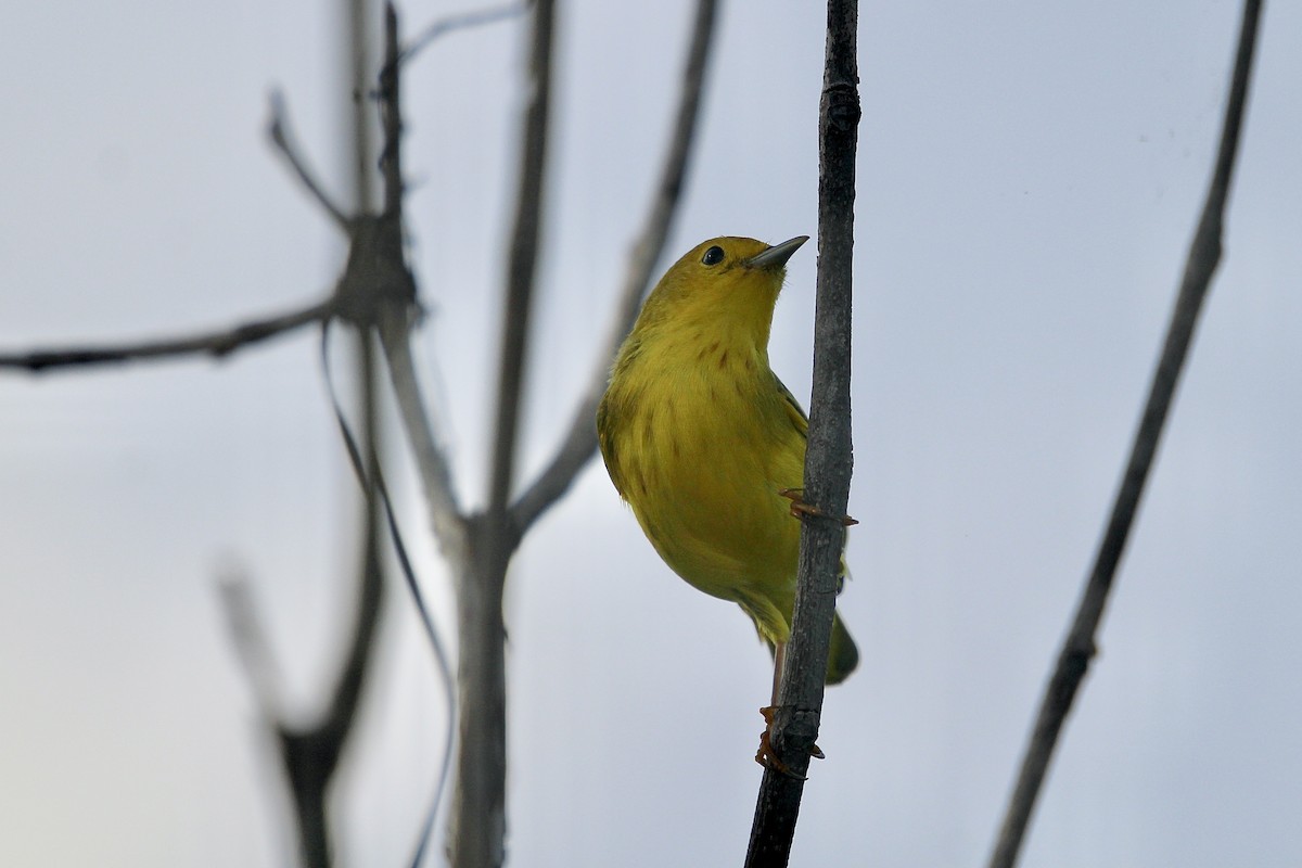 Paruline jaune ou P. des mangroves - ML646559146