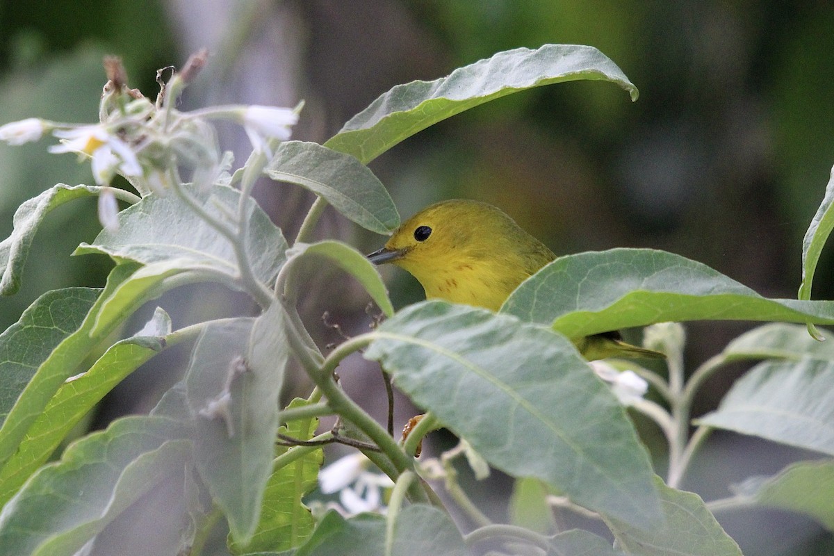 Paruline jaune ou P. des mangroves - ML646559148