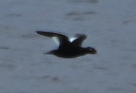 White-winged Scoter - ML646559149