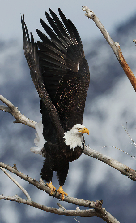 Bald Eagle - ML646559152