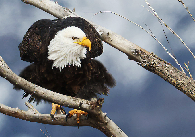 Bald Eagle - ML646559153