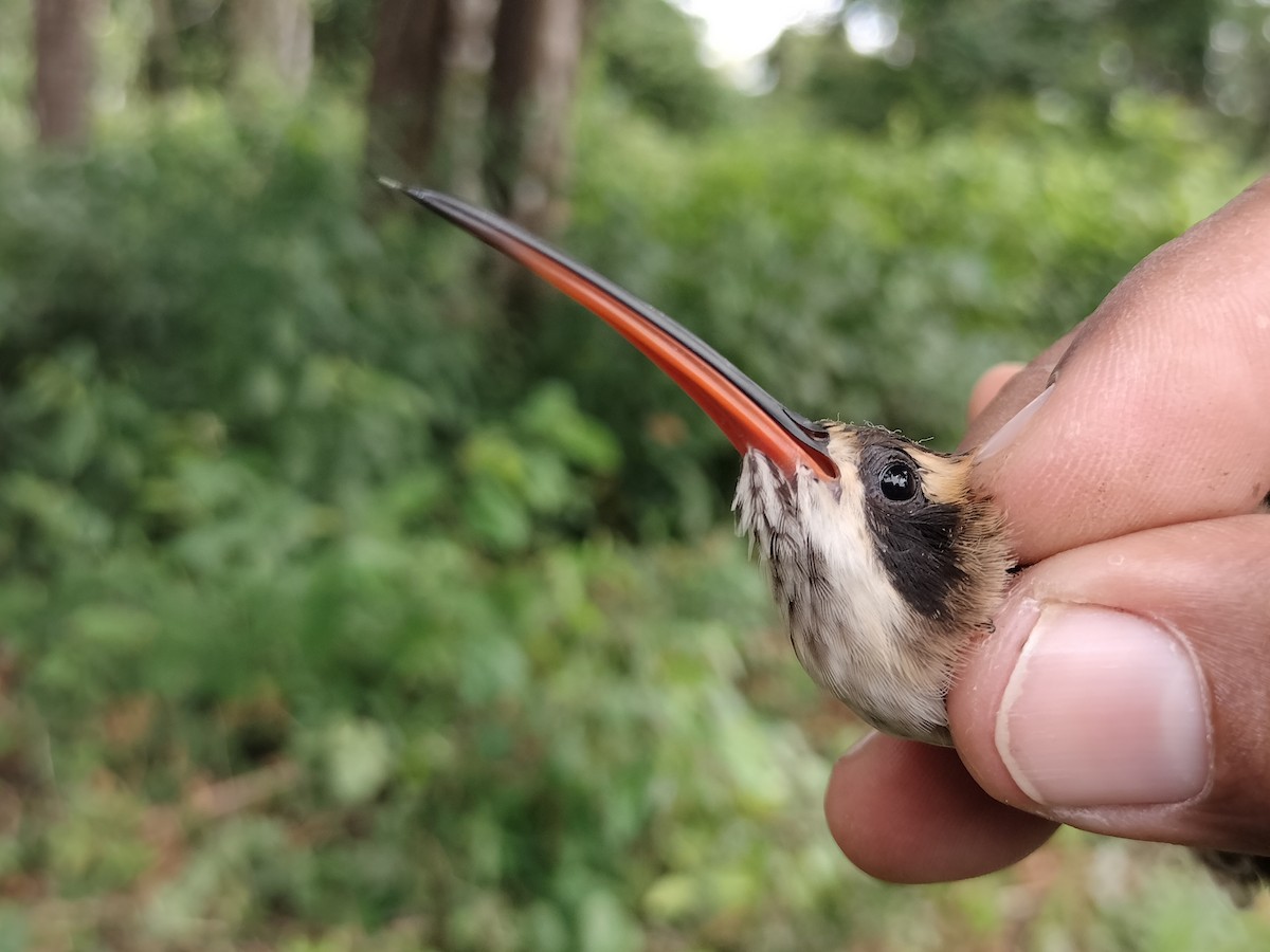 Pale-bellied Hermit - ML646559154