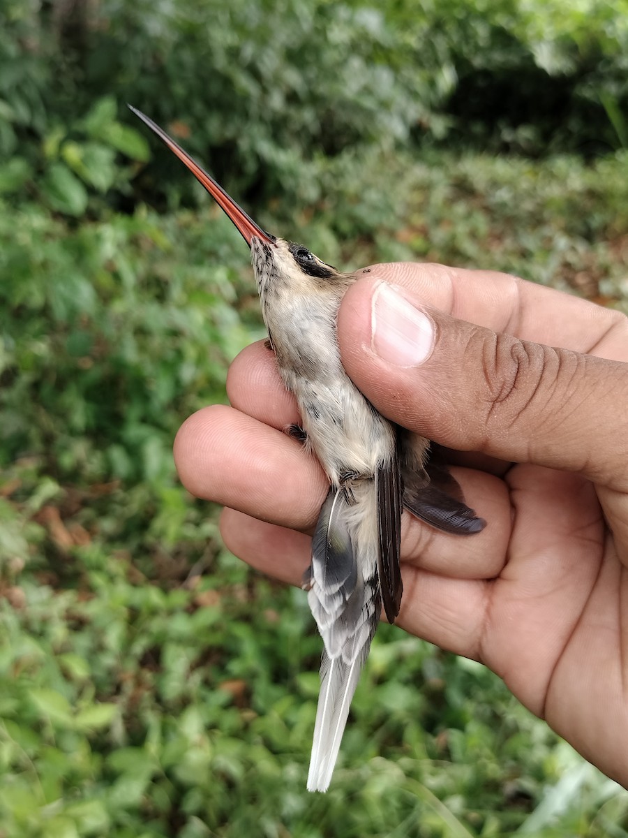 Pale-bellied Hermit - ML646559155