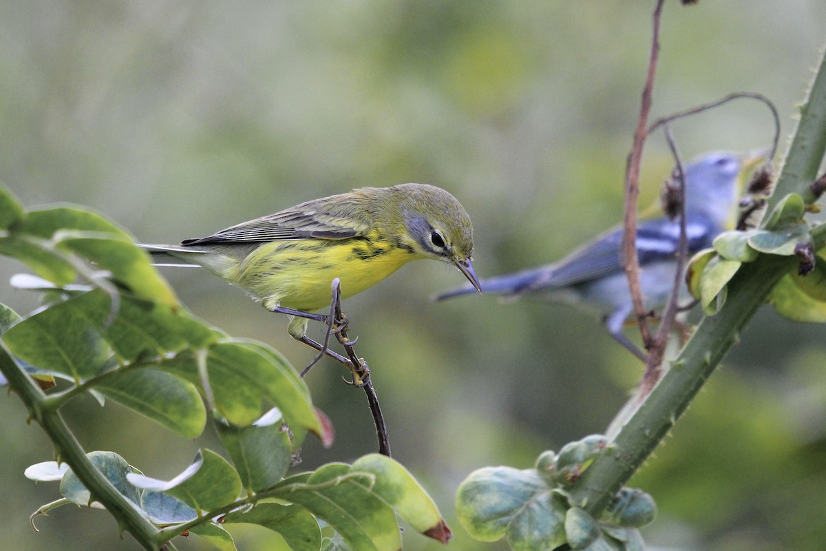 Paruline des prés - ML646559159