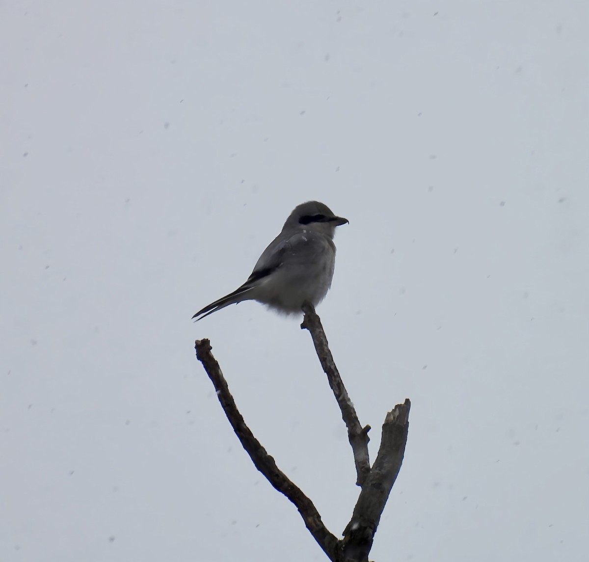 Умардын дунхай - ML646559161