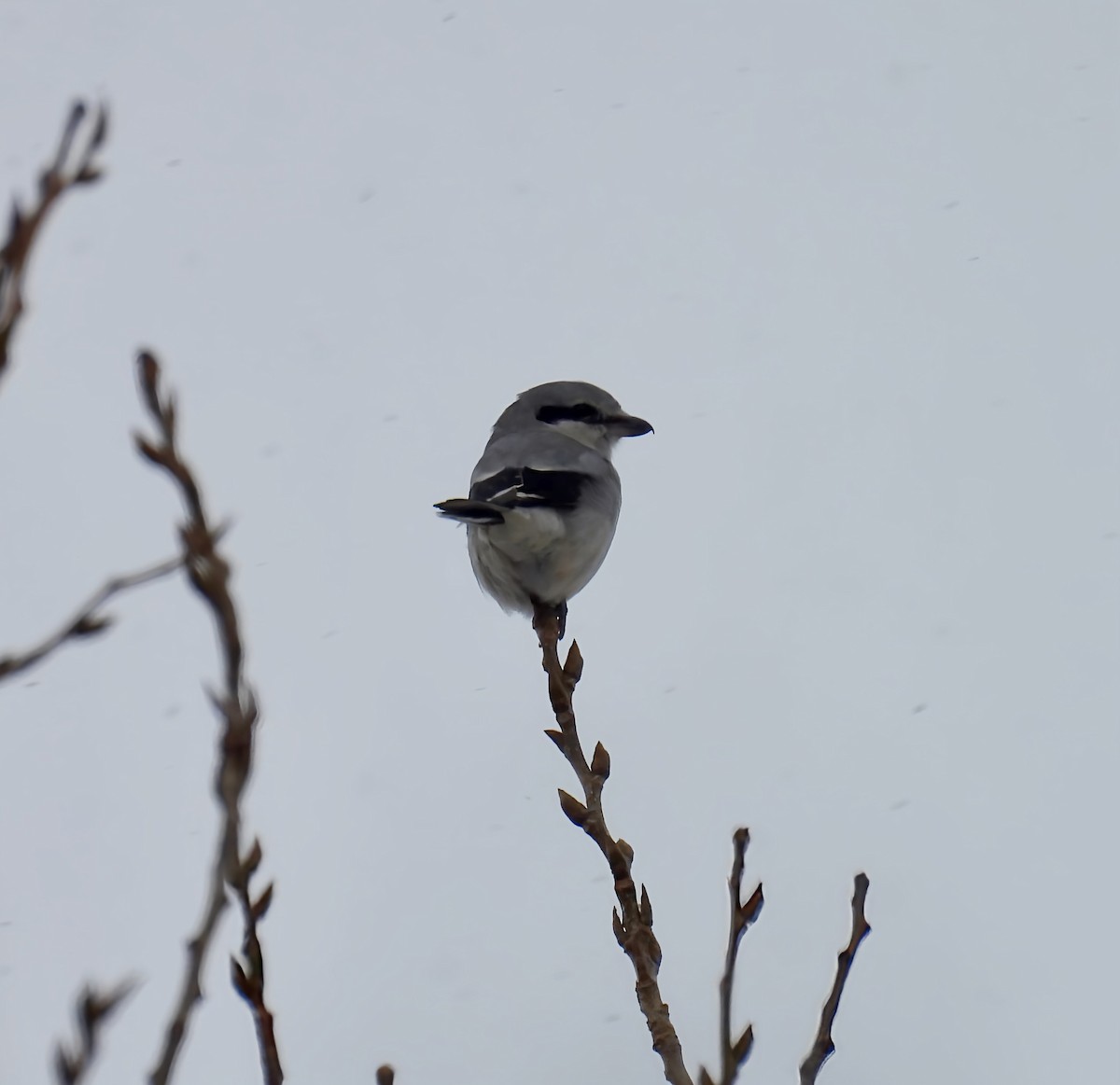 Умардын дунхай - ML646559162