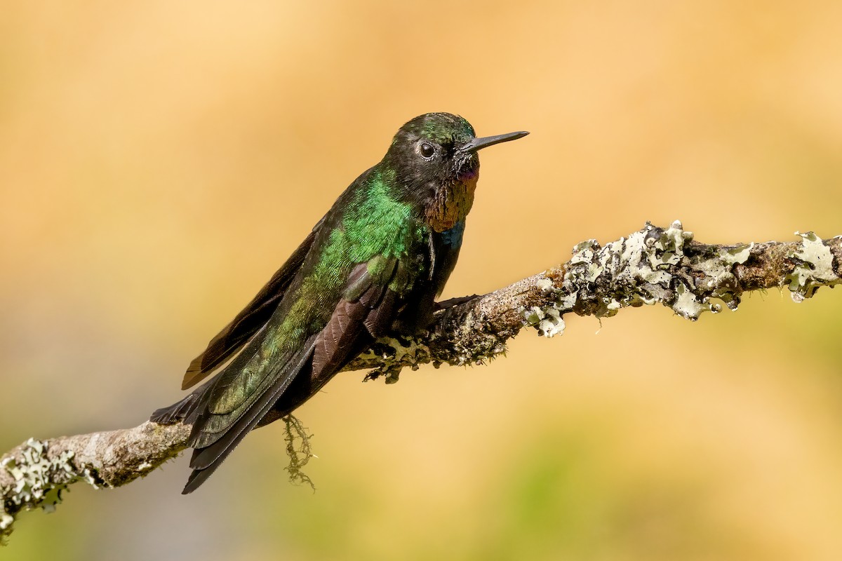 Tourmaline Sunangel - ML646559164