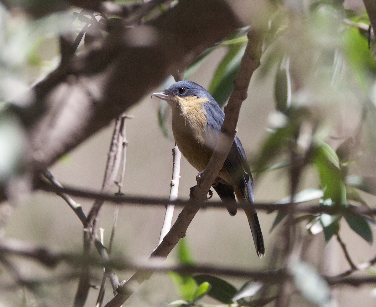 Rusty Flowerpiercer - ML646559168