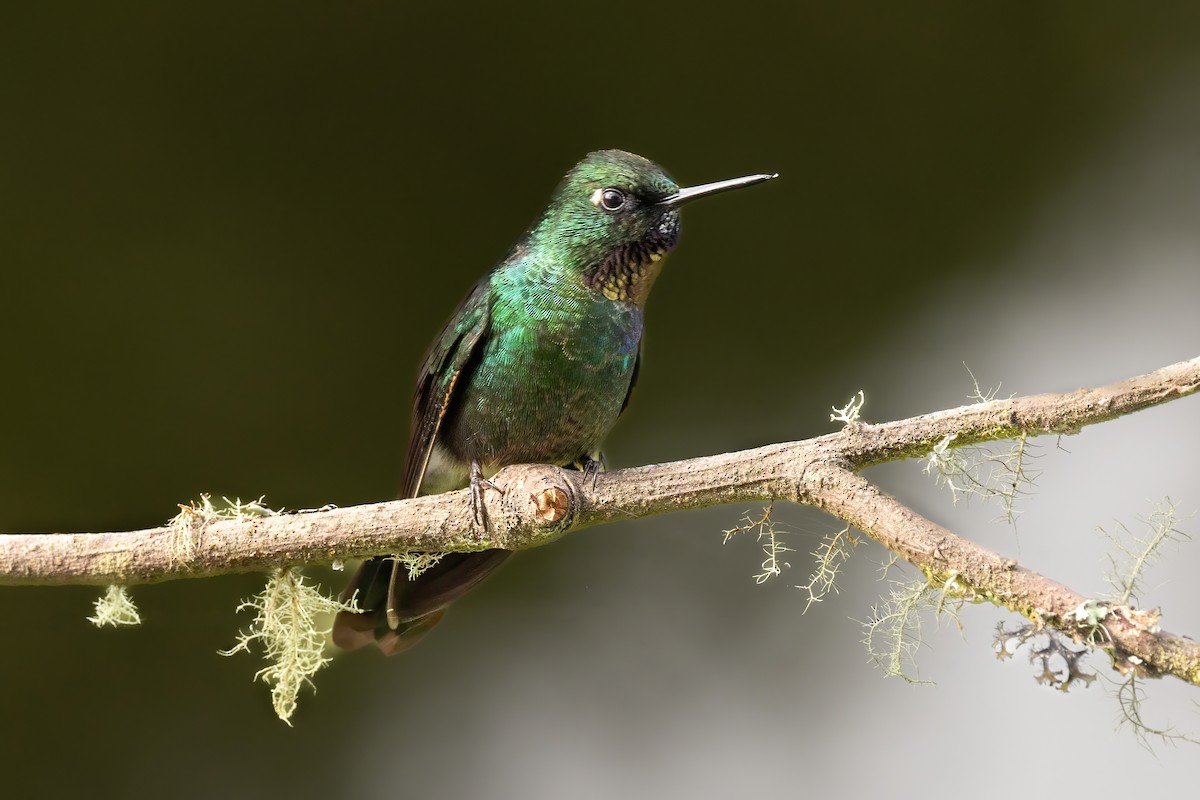 Tourmaline Sunangel - ML646559170